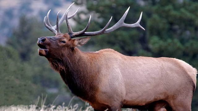 Elk bugling